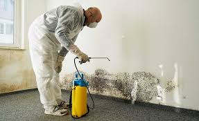 Best Black Mold Removal  in , IL