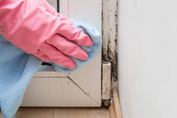 Best Attic Mold Removal  in , IL